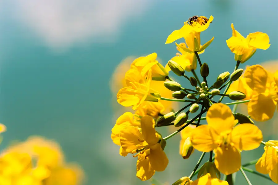 (LG Seeds)
