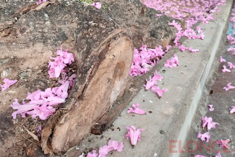 &ldquo;Peligra la sujeci&oacute;n del &aacute;rbol al suelo&rdquo;: alerta por lapachos durante una obra en el centro de Paran&aacute; (foto Elonce)