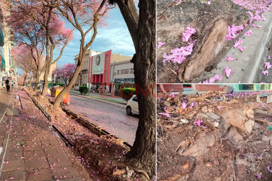 Alertan por los hist&oacute;ricos lapachos durante las obras de calle 25 de Mayo (foto Elonce)
