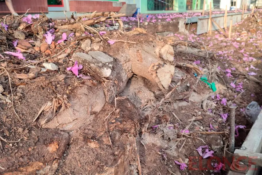 Advierten por el futuro de hist&oacute;ricos lapachos de Paran&aacute; tras el corte de ra&iacute;ces durante una obra (foto Elonce)