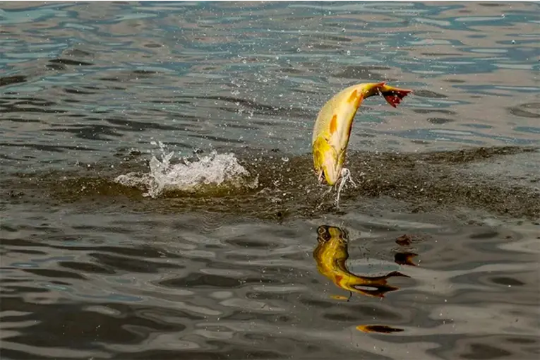 Levantaron veda extraordinaria de pesca en un tramo del río Paraná tras la dispersión de surubíes y dorados