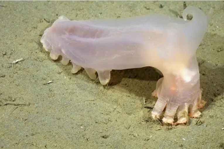Histórico hallazgo: descubrieron 57 nuevas especies en el fondo del mar argentino y revelaron las imágenes