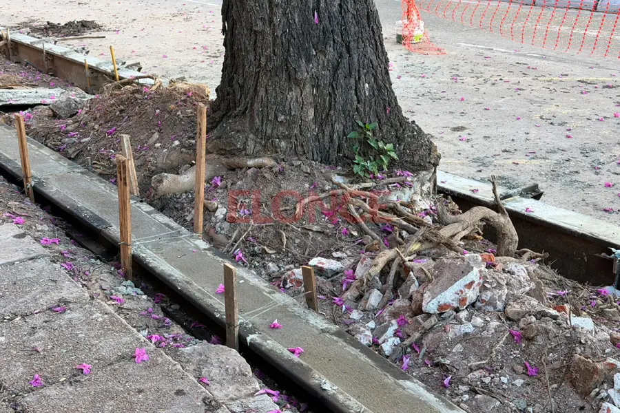 Preocupaci&oacute;n por lapachos de unos 50 a&ntilde;os en pleno centro de Paran&aacute; (foto Elonce)