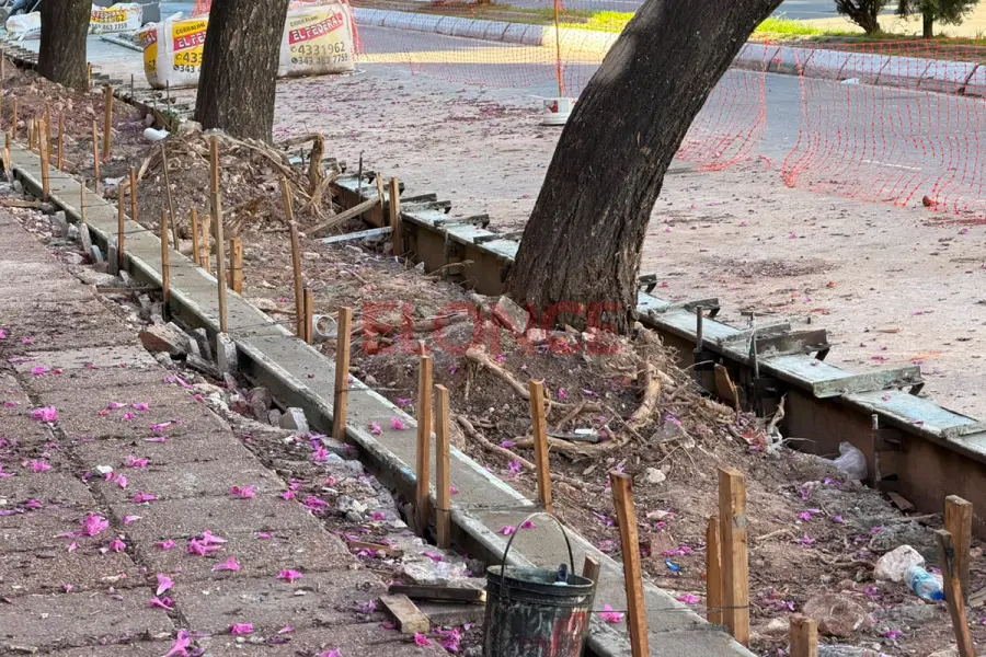 Cuestionan el tratamiento de las ra&iacute;ces de los lapachos durante las obras en calle 25 de Mayo (foto Elonce)