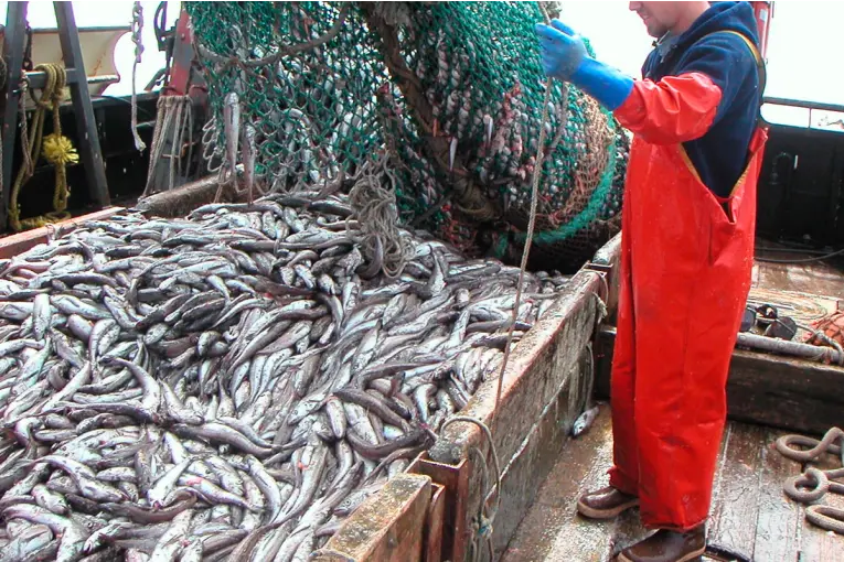 Veda de pesca entre Argentina y Uruguay: qué especies alcanza y hasta cuándo rige