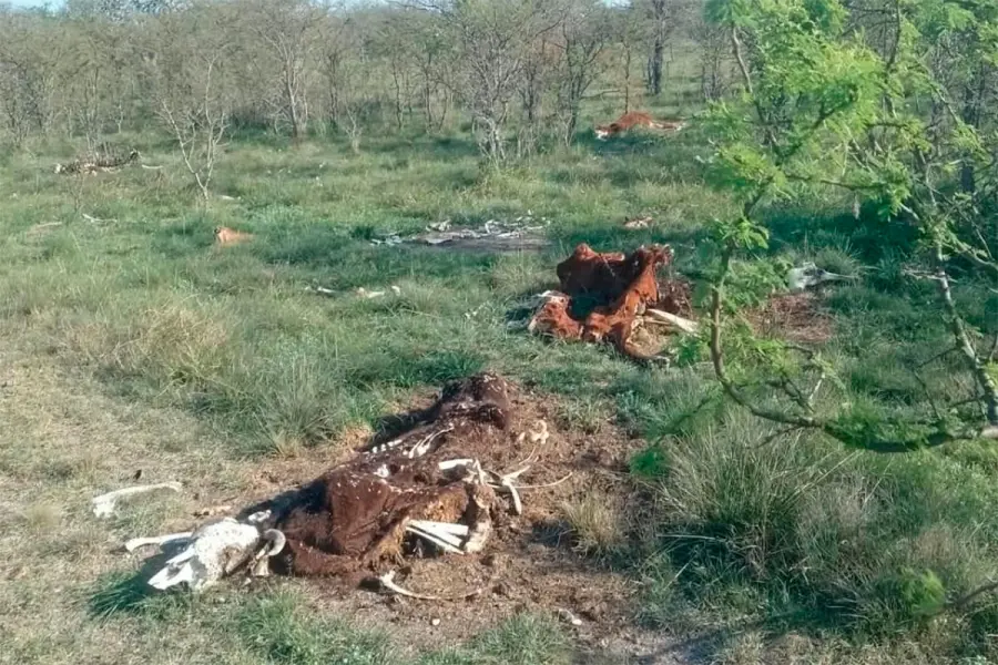 Hallaron 78 vacas muertas que ser&iacute;an de productores entrerrianos (foto El Litoral)