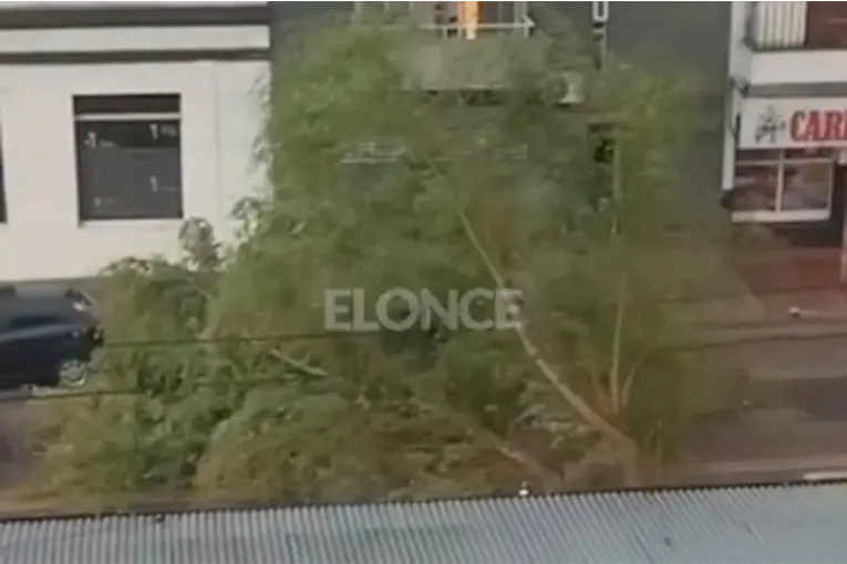 Comenzó la tormenta y cayó un gran árbol sobre una avenida de Paraná: el video
