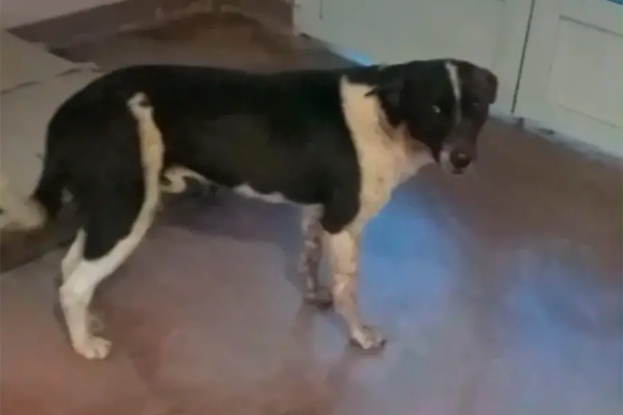 Mejora el perro baleado y atropellado en Caseros (foto La Pir&aacute;mide)