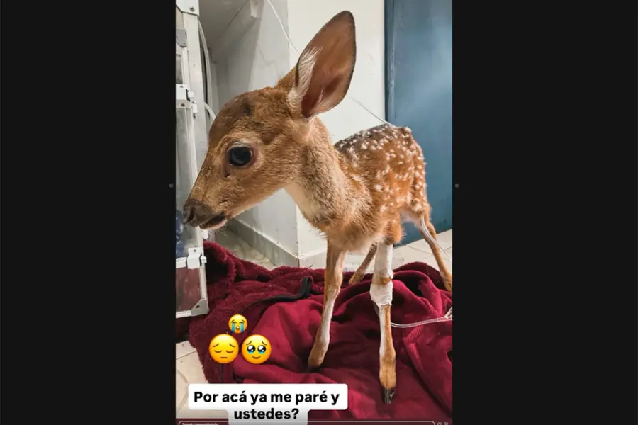 Cr&iacute;a de ciervo rescatada en Concordia (foto Veterinaria Hakuna Matata)