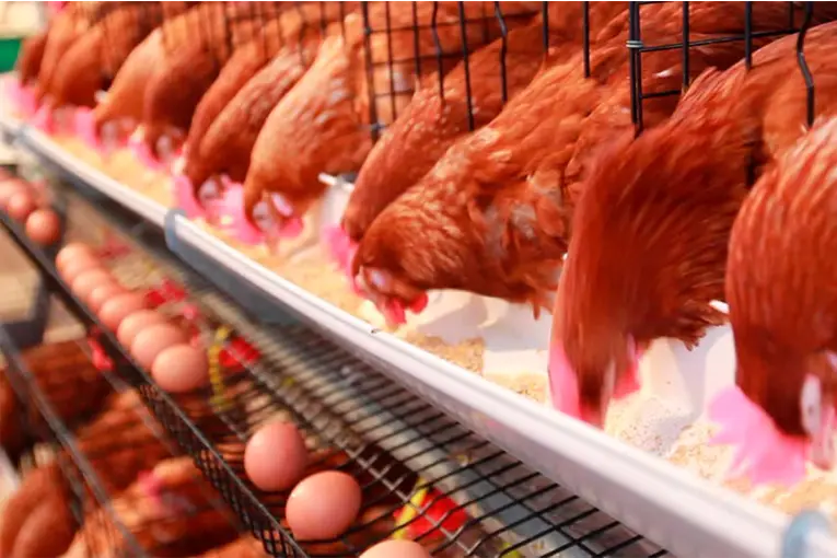 La producción de huevos alcanza para el consumo interno, pero advierten que es necesario exportar y reducir impuestos