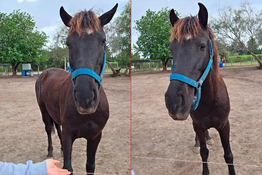 Nano, el caballo robado.