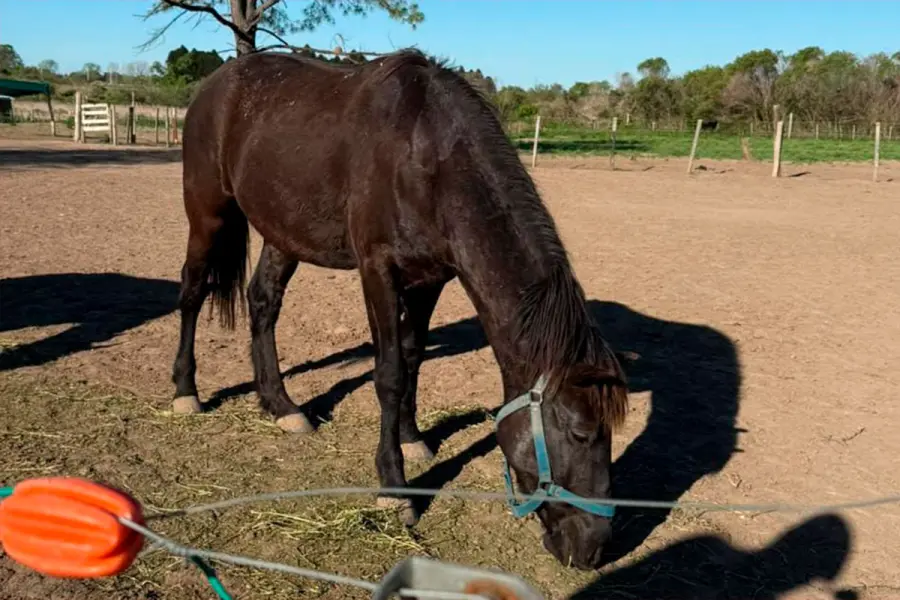 Nano, el caballo que hab&iacute;a sido robado.