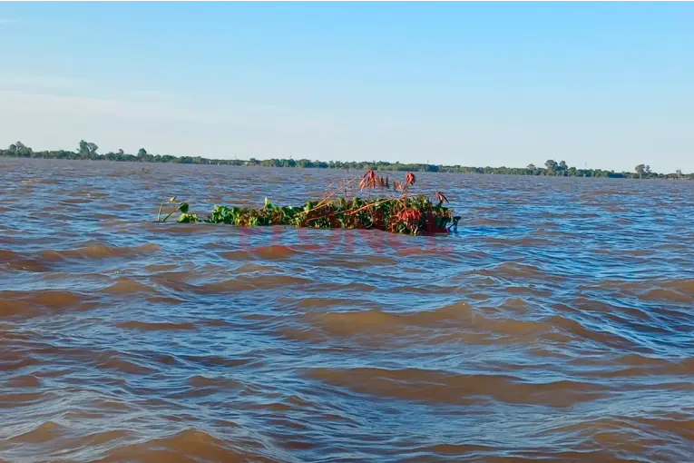 Prevén más lluvias superiores a lo normal en noviembre: el río Paraná llegaría al nivel de alerta en noviembre