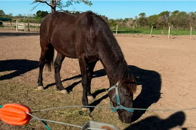 Robaron un caballo en Paraná y ofrecen $250.000 de recompensa para encontrar a "Nano"