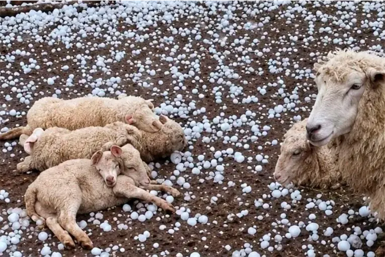Temporal en Santa Fe: granizo destruyó cultivos, mató animales y provocó daños en viviendas