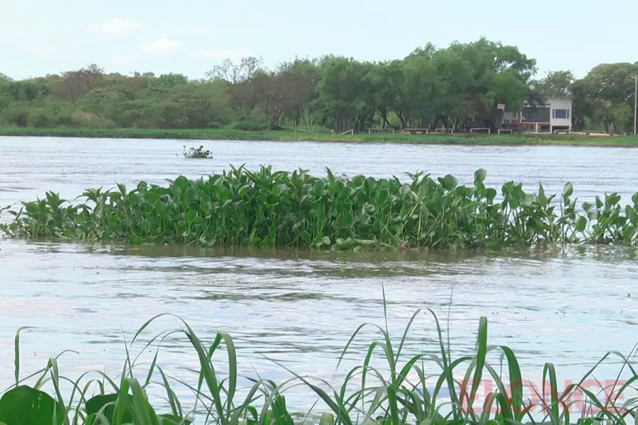 Presencia de camalostes por la crecida del r&iacute;o Paran&aacute; en Entre R&iacute;os (foto Elonce)